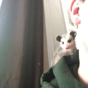 paulsopossums avatar
