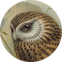 owlsandpolygons avatar