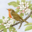 petsandflowers-blog