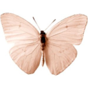 original-papilionidae avatar