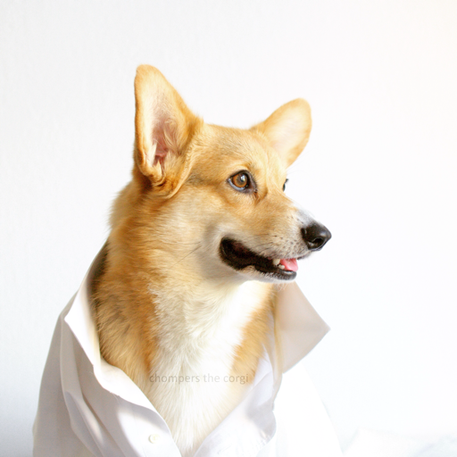 chompersthecorgi: How to keep track of your corgi at work when he wanders off. 😆🎈 #CorgiGPS
