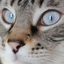 katecatswhat