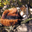 nappingredpanda