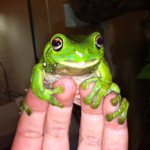 kesus:  opafginger:  neverfearlizzishere:  lovelyardie:  BOY IF YOU DON’T  Srs frog rage  He was so content until your rude ass started poking him.  The frog is a Gemini and the hand is everyone else 