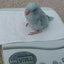 chibi-birbito