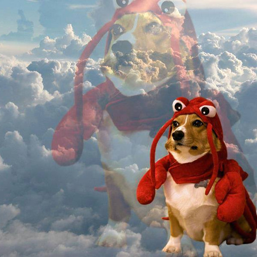 Hoje um cara reclamou que meu cachorro está correndo atrás