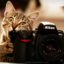 wildlark-blog