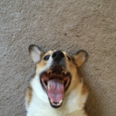 tyrionthecorgi