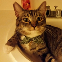 dipper-who-meows-at-night avatar