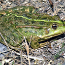 froschperspektiven avatar