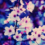 flora-pura