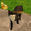 simcat81