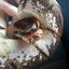snekromancy
