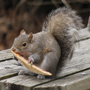 Pizza Squirrel