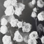 roses-are-blackandwhite