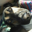 babythedog-blog1
