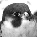 peregrine-falcons avatar