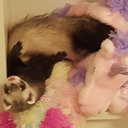 pastelferret:Never a single moment of peace