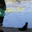 solitarywitchblackcat