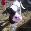 cowsandpickles