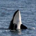 japaneseorca:  Recent video of resident orca