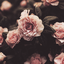 hushed-october-morning-mild