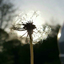 noblushingdaisy