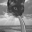 mstrgsnsh