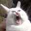 captain-bunny-killer