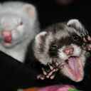 wereferret2431 avatar