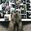 kpbbear