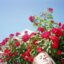 livingindocuments