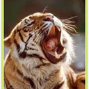 royal-bengal-tiger avatar