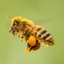 a-small-bee-fluent-in-greek
