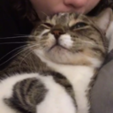 stellarsarah:   fantasticcatadventures:  my boyfriend calls me to tell me about random cats he saw and petted and if that’s not true love then I don’t know what is  The only acceptable cat calling 