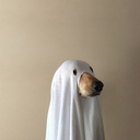 https://64.media.tumblr.com/avatar_83497e0874e7_512.png