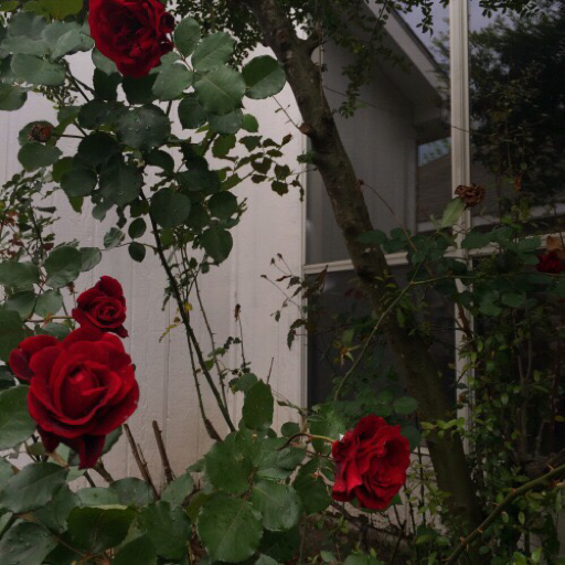🌷