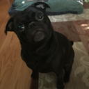 happygoluckypug avatar