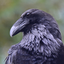 the-interregnum-blog