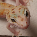 motherofgeckos avatar