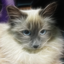 vkitty85