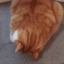 justcatsandthings