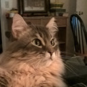 thebestcatblog