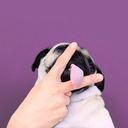 thepansexualpug avatar