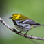 radicalbirdnerd