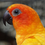 duct-tape-parakeet