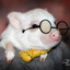 pigletdiary