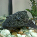 hellopleco