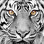 closetspacetiger