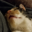 cacaphonouscat